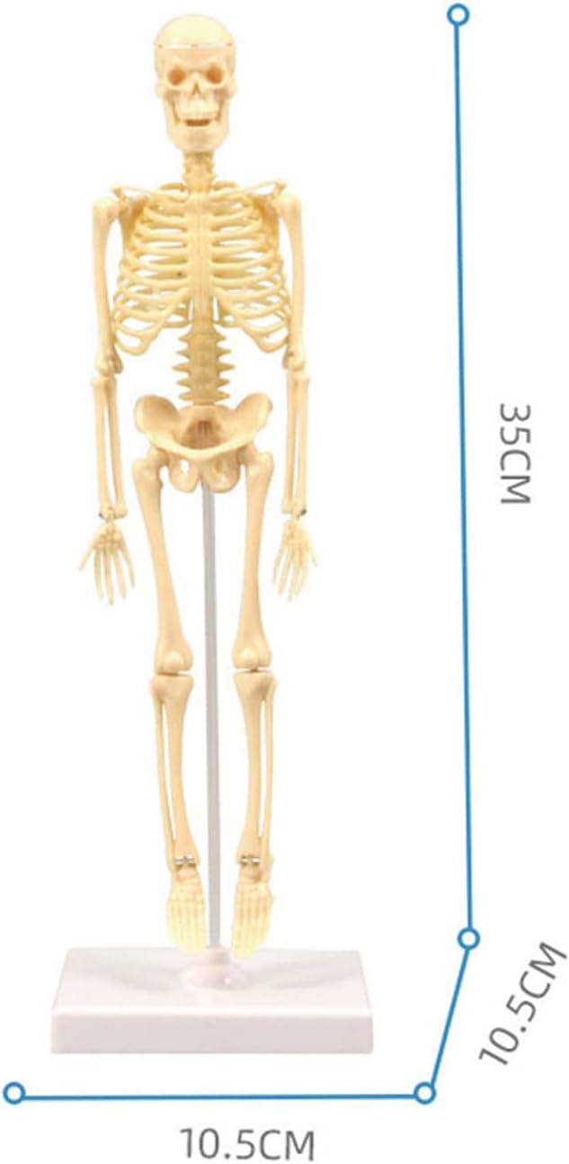 Teng Xin - Explore Science Bone Assembly