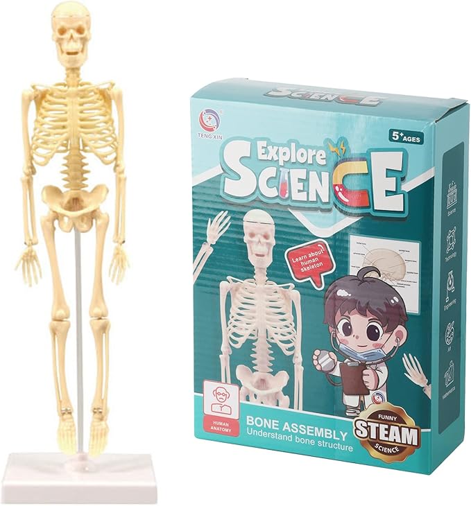 Teng Xin - Explore Science Bone Assembly